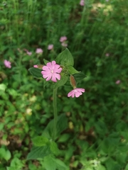 Silene dioica