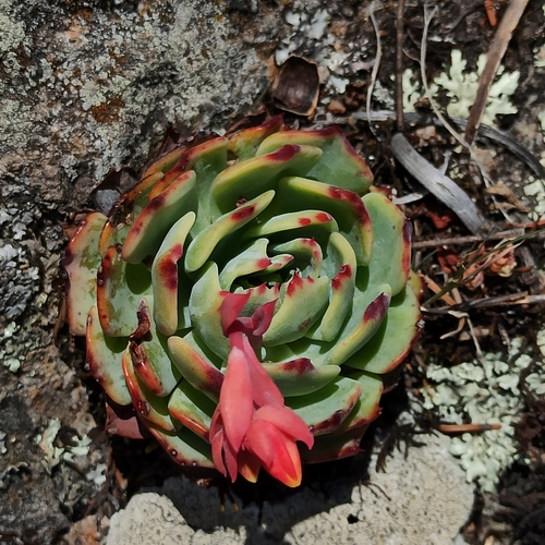 hen-and-chickens echeveria