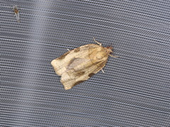 Choristoneura hebenstreitella