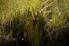 Phlegmariurus saururus