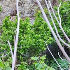 Berberis amurensis