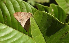 Euselasia thucydides