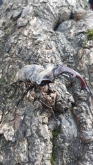Lucanus cervus