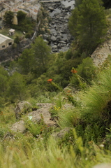 Siphocampylus foliosus