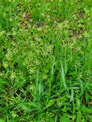 Capsella bursa-pastoris