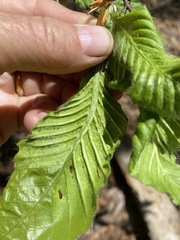 Litylenchus crenatae