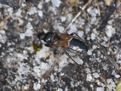Macrodema microptera