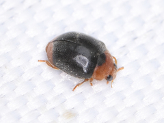 Scymnus ferrugatus