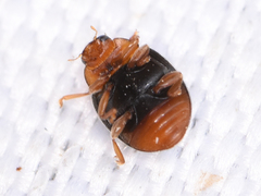 Scymnus ferrugatus