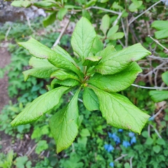 Berberis amurensis