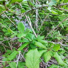 Berberis amurensis