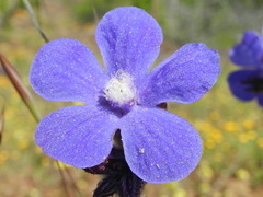 Anchusa azurea image