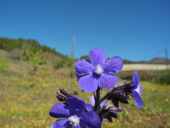 Anchusa azurea image