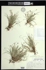 Carex deflexa