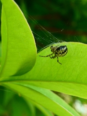 Neoscona adianta