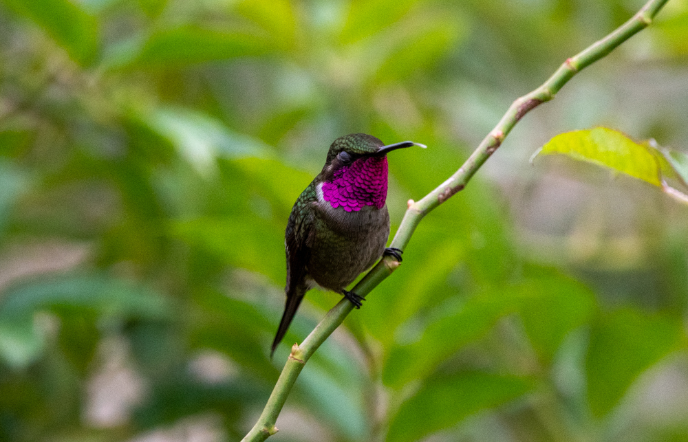 Amethyst Woodstar photo