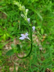 Lobelia appendiculata