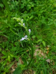 Lobelia appendiculata