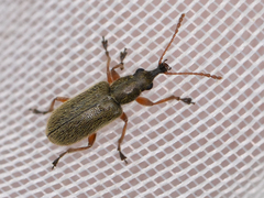 Cimberis attelaboides
