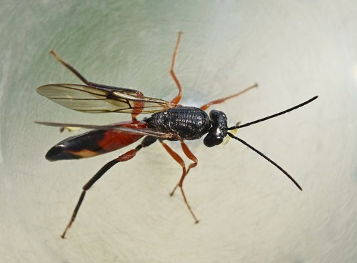 Ibalia rufipes
