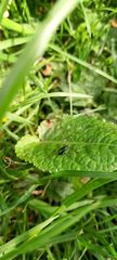 Agelastica alni