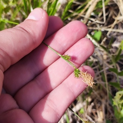Carex umbrosa pseudosabynensis