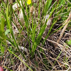 Carex umbrosa pseudosabynensis