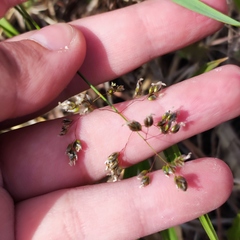 Anthoxanthum glabrum