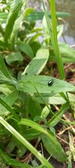 Agelastica alni