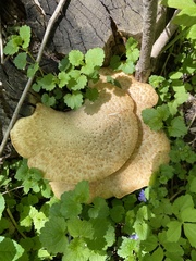 Cerioporus squamosus