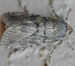 Paraeschra tortuosa