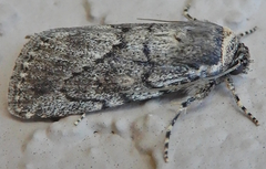 Paraeschra tortuosa