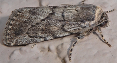 Paraeschra tortuosa