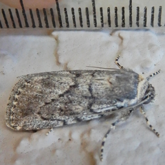 Paraeschra tortuosa