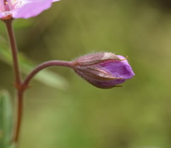 Geranium tuberosum