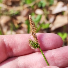 Carex umbrosa pseudosabynensis