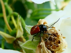 Cryptocephalus bipunctatus