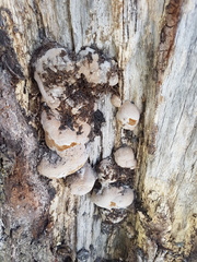 Phellinus tremulae