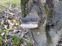 Phellinus tremulae
