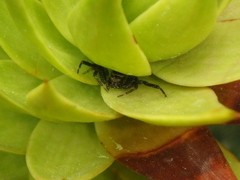Synema globosum