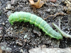 Cosmia trapezina