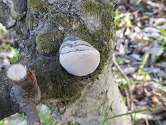 Phellinus tremulae