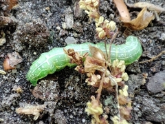 Cosmia trapezina