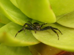 Synema globosum