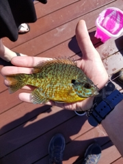 Lepomis gibbosus × macrochirus