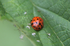 Harmonia axyridis