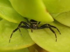 Synema globosum