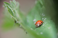Harmonia axyridis