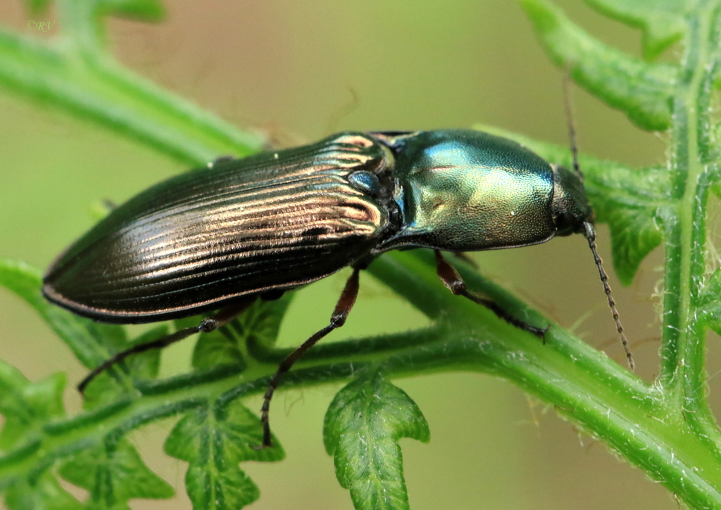green click beetle