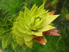Synema globosum